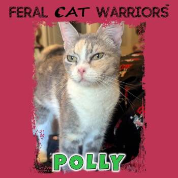 Polly -  Domestic Short Hair Cat for Adoption in Kingman, Arizona - Polly | PetCurious