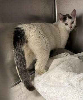 Pitcher -  Domestic Short Hair Cat for Adoption in Atlanta, Georgia - Pitcher | PetCurious