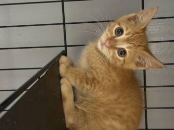 Domestic Short Hair Cats Available for Adoption in Houston, Texas - Taylor | PetCurious