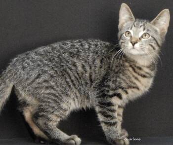 Jedi -  Domestic Short Hair Cat for Adoption in Newland, North Carolina - Jedi | PetCurious