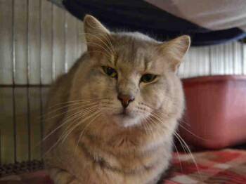 JORDAN -  Domestic Long Hair Cat for Adoption in Ocala, Florida - JORDAN | PetCurious