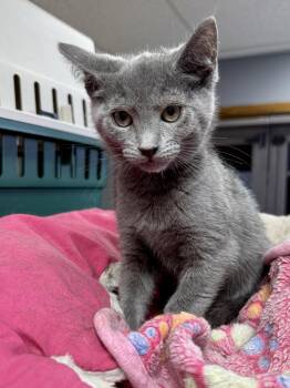 Domestic Short Hair Cats Available for Adoption - CAT - Ethel | PetCurious