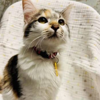 Domestic Short Hair Cats Available for Adoption - JELLYBEAN | PetCurious