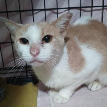 Estela & Alexandra -  American Shorthair Cat for Adoption in Union City, New Jersey - Estela & Alexandra | PetCurious