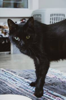 Rescue Domestic Short Hair Cats for Adoption in Archbold, Ohio - Bat | PetCurious