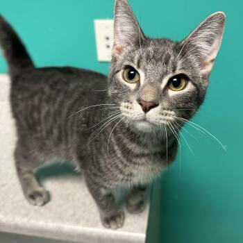 Rescue Domestic Short Hair Cats for Adoption in Brookings, South Dakota - South Paw | PetCurious
