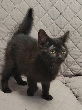 MICHAEL SCOTT -  Domestic Short Hair Cat for Adoption in Sandusky, Ohio - MICHAEL SCOTT | PetCurious