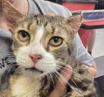 Buddy 1 -  Domestic Short Hair Cat Available for Adoption in Cincinnati, Ohio - Buddy 1 | PetCurious
