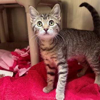 Leona -  Domestic Short Hair Cat for Adoption in Walnut Creek, California - Leona | PetCurious