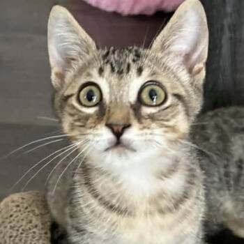 Gideon - Goofy & Funny -  Tabby Cat for Adoption in Hamilton, Ontario - Gideon - Goofy & Funny | PetCurious