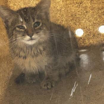 Gala -  Domestic Short Hair Cat for Adoption in Philadelphia, Pennsylvania - Gala | PetCurious