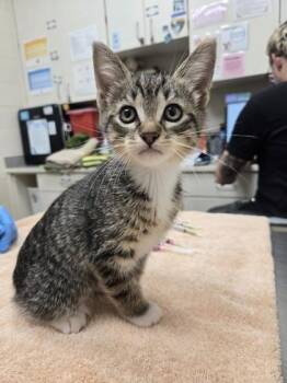 Fingerling -  Domestic Short Hair Cat for Adoption in Westland, Michigan - Fingerling | PetCurious