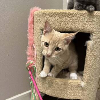 Rescue Domestic Short Hair Cats for Adoption in Portland, Oregon - Rhylee | PetCurious