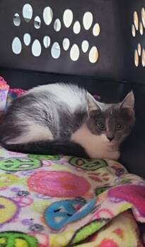 Rescue Domestic Short Hair Cats for Adoption in Elko New Market, Minnesota - Talon | PetCurious