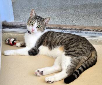 Rescue American Shorthair Cats for Adoption in Eglin Air Force Base, Florida - Mimi 2 | PetCurious