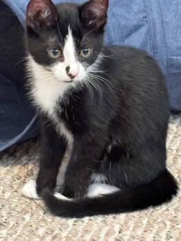 Rescue Domestic Short Hair Cats for Adoption in Breinigsville, Pennsylvania - Rue | PetCurious