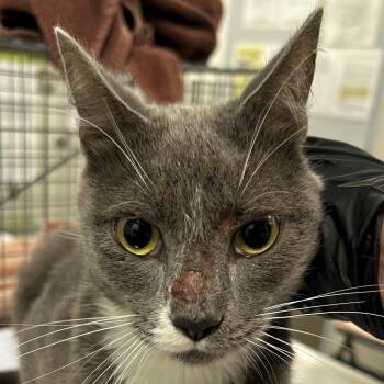 Cooper -  Domestic Short Hair Cat for Adoption in Las Cruces, New Mexico - Cooper | PetCurious