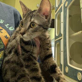 Domestic Short Hair Cats Available for Adoption in Columbia, Missouri - Libby | PetCurious