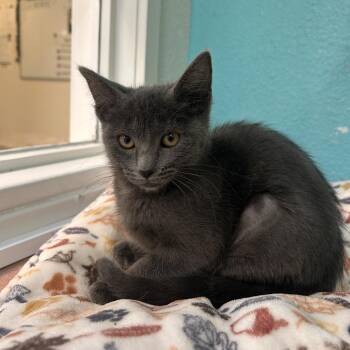 Domestic Short Hair Cats Available for Adoption in Fresno, California - Renesmee | PetCurious