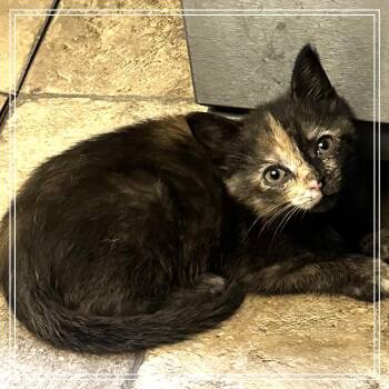 Fawn aka Padme -  Domestic Short Hair Cat for Adoption in Monroe, Michigan - Fawn Aka Padme | PetCurious