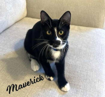 Rescue Tuxedo and Domestic Short Hair Cats for Adoption in Houston, Texas - Maverick #it-takes-a-village-litter | PetCurious