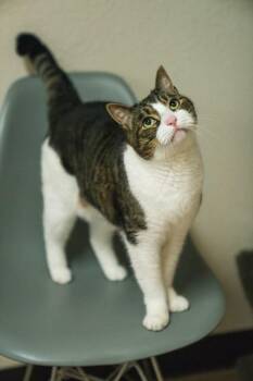 Domestic Short Hair Cats Available for Adoption in Portland, Oregon - Stitch | PetCurious