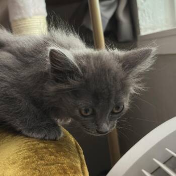 Silver Dollar -  Domestic Medium Hair Cat for Adoption in Durango, Colorado - Silver Dollar | PetCurious