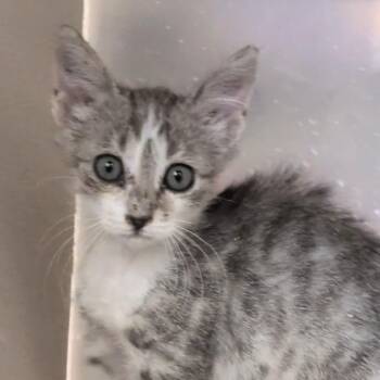 Sea Horse -  Domestic Short Hair Cat for Adoption in Reno, Nevada - Sea Horse | PetCurious