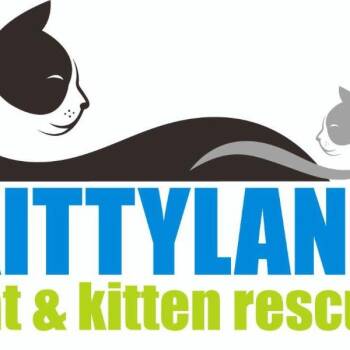 Domestic Short Hair Cats Available for Adoption in Desert Hot Springs, California - Bob | PetCurious