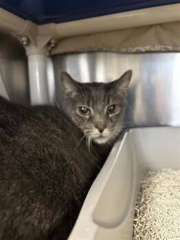 Sorbet -  Domestic Short Hair Cat for Adoption in Montreal, Quebec - Sorbet | PetCurious
