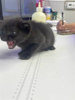 Domestic Short Hair Cats Available for Adoption in Rosenberg, Texas - MONTY | PetCurious