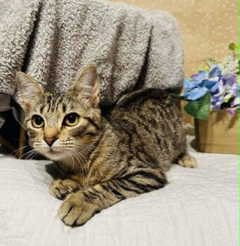 Domestic Short Hair Cats Available for Adoption in Groveland, Massachusetts - Donut | PetCurious