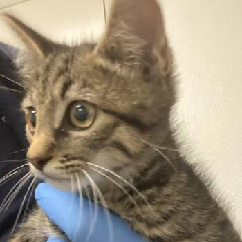 Simon -  Domestic Short Hair Cat for Adoption in Harrisonburg, Virginia - Simon | PetCurious