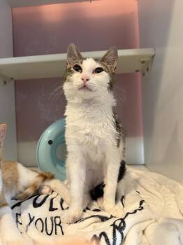 Bobo -  Domestic Short Hair Cat for Adoption in Wheaton, Illinois - Bobo | PetCurious