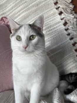Domestic Short Hair Cats Available for Adoption in Skyline, Minnesota - Storm E. Cuddles | PetCurious