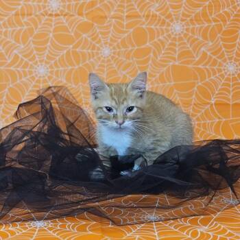 Bonkers-C -  Domestic Short Hair Cat for Adoption in East St. Louis, Illinois - Bonkers-C | PetCurious
