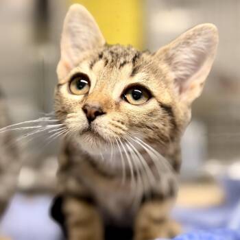 Sorrell -  Domestic Short Hair Cat for Adoption in Jackson Township, New Jersey - Sorrell | PetCurious
