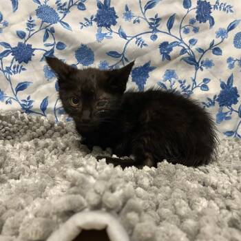 A611984 -  Domestic Medium Hair Cat for Adoption in Modesto, California - A611984 | PetCurious