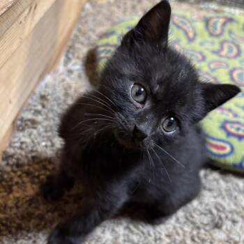 Rescue American Shorthair Cats for Adoption in Eatonville, Washington - Cannon | PetCurious