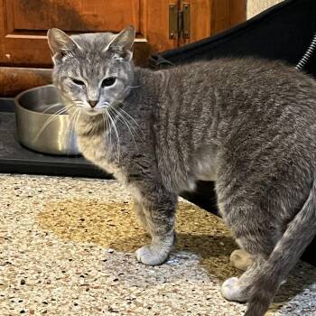 Domestic Short Hair Cats Available for Adoption in Abingdon, Maryland - 0426-109 Zara | PetCurious