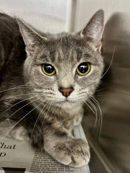 Domestic Short Hair Cats Available for Adoption in Wichita, Kansas - Figgy | PetCurious