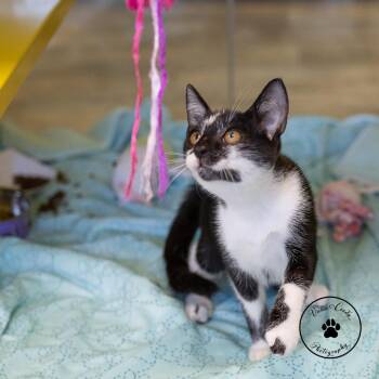 Taz -  Domestic Short Hair Cat for Adoption in Abilene, Texas - Taz | PetCurious
