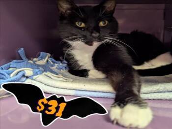 Rescue Domestic Short Hair Cats for Adoption in Santa Cruz, California - WREN* | PetCurious