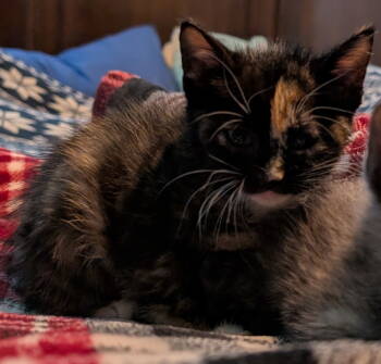 Rescue Domestic Short Hair Cats for Adoption - Vala | PetCurious