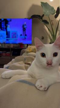 Rescue Egyptian Mau Cats for Adoption in Ottawa, Ontario - BLEU, (m) 1 Yr Old Egyptian Mau | PetCurious