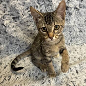 Jazz (New Pictures Coming) -  Domestic Short Hair Cat for Adoption in Houston, Texas - Jazz (New Pictures Coming) | PetCurious