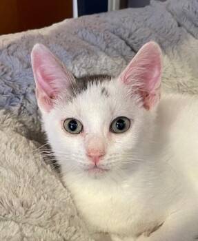 Rescue Domestic Short Hair Cats for Adoption in Woodland Park, New Jersey - Anthem (LE) | PetCurious