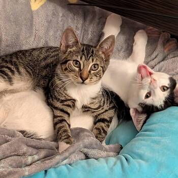 Toast (The Breakfast Club) -  Domestic Short Hair Cat for Adoption in Tucker, Georgia - Toast (The Breakfast Club) | PetCurious