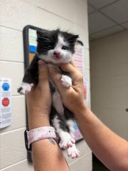 Half Stache -  Domestic Short Hair Cat for Adoption in Fruit Heights, Utah - Half Stache | PetCurious