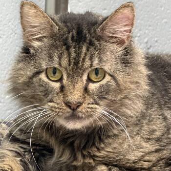 Caesar -  Domestic Medium Hair Cat for Adoption in Pottsville, Pennsylvania - Caesar | PetCurious